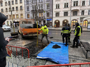 Na Strossmayerově náměstí se sází nové stromy. Město vybralo speciální odolné druhy, které se hodí do města