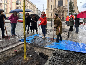 Na Strossmayerově náměstí se sází nové stromy. Město vybralo speciální odolné druhy, které se hodí do města
