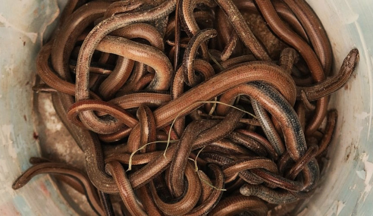 Klubko živých plazů objevili stavbaři pod základy při demolici jedné budovy. Celkem jich bylo 47