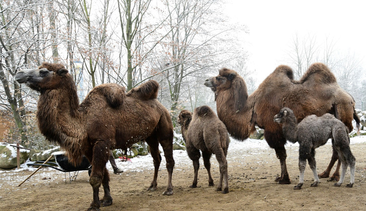 FOTOGALERIE: Zoo v zimě? Některá zvířata si nízké teploty pochvalují, výjimkou nejsou velbloudi na sněhu