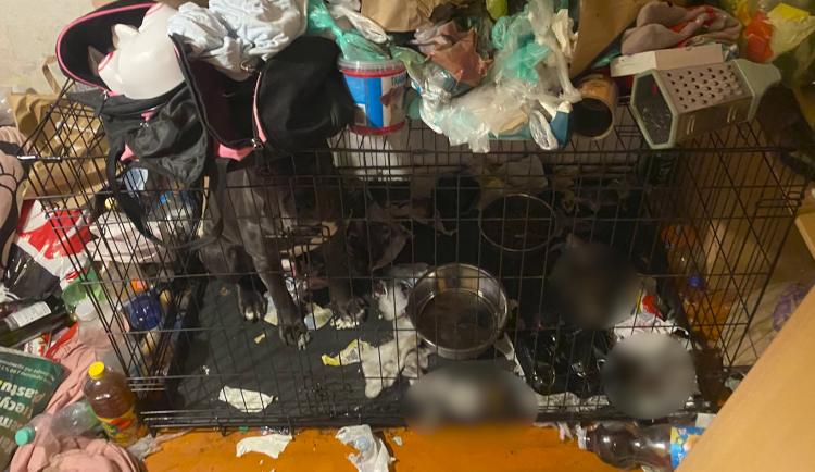 Psa zlodějky chovaly v příšerných podmínkách