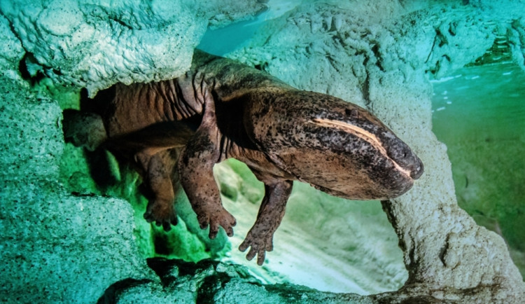 V pražské zoo uhynul velemlok Karlo. Díky délce byl v Guinnessově knize rekordů, ošetřovatel kvůli němu ale přišel o palec