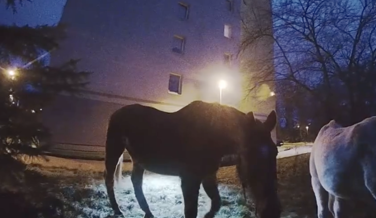 U paneláku v Praze se pásli dva koně, utekli majiteli z ohrady.