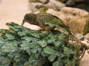 Vánoční stromky jako pochoutka a zábava pro zvířata. Pražská zoo zve na tematická krmení