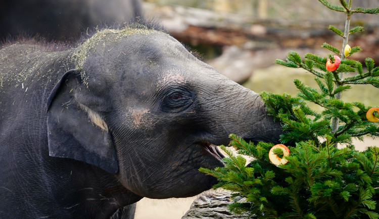 FOTOGALERIE: Opožděná nadílka v pražské zoo. Sloni, žirafy i zlatá prasátka dostali neprodané stromky