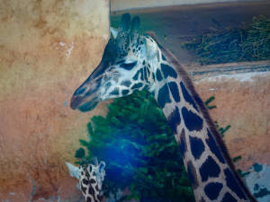 FOTOGALERIE: Opožděná nadílka v pražské zoo. Sloni, žirafy i zlatá prasátka dostali neprodané stromky