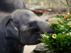 FOTOGALERIE: Opožděná nadílka v pražské zoo. Sloni, žirafy i zlatá prasátka dostali neprodané stromky