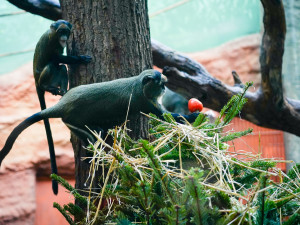 FOTOGALERIE: Opožděná nadílka v pražské zoo. Sloni, žirafy i zlatá prasátka dostali neprodané stromky