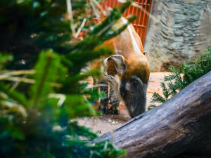 FOTOGALERIE: Opožděná nadílka v pražské zoo. Sloni, žirafy i zlatá prasátka dostali neprodané stromky