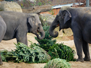 FOTOGALERIE: Opožděná nadílka v pražské zoo. Sloni, žirafy i zlatá prasátka dostali neprodané stromky