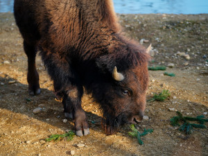 FOTOGALERIE: Opožděná nadílka v pražské zoo. Sloni, žirafy i zlatá prasátka dostali neprodané stromky