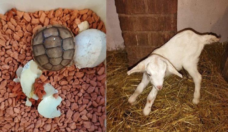 Zoo Plzeň na Nový rok hlásí hned několik nových přírůstků. Loni ji navštívilo přes 471 000 osob