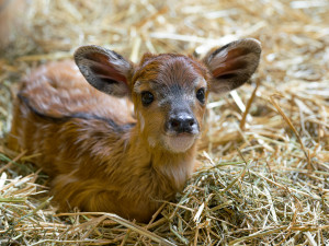 Pražská zoo přivítala první mládě roku 2025, je to samička antilopy sitatungy