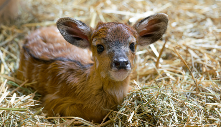 Samičce se podle chovatelů daří dobře