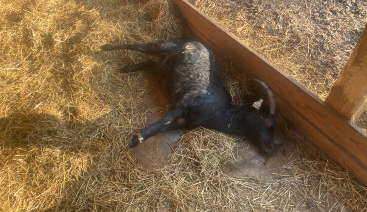 V pražském zookoutku uhynula koza, někdo jí i přes zákaz hodil nevhodné potraviny