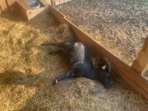 V pražském zookoutku uhynula koza, někdo jí i přes zákaz hodil nevhodné potraviny