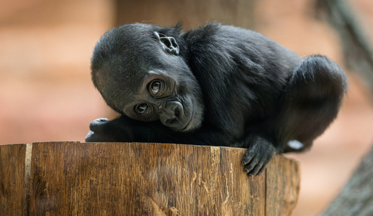 Gorilí samička Mobi oslavila rok. Pražská zoo jí připravila oslavu v expozici Dja