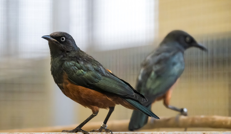 Safari Park ve Dvoře Králové pomáhá nelegálně odchyceným ptákům