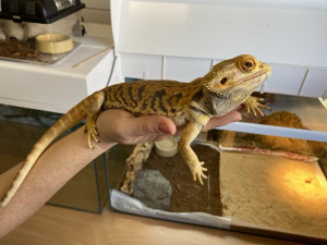 Útulky městské policie se loni postaraly o víc než dva tisíce zvířat