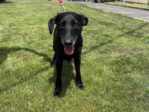 Útulky městské policie se loni postaraly o víc než dva tisíce zvířat