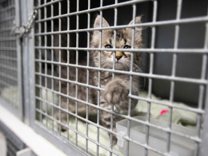 Útulky městské policie se loni postaraly o víc než dva tisíce zvířat