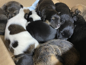 Útulky městské policie se loni postaraly o víc než dva tisíce zvířat