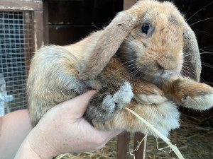 Útulky městské policie se loni postaraly o víc než dva tisíce zvířat