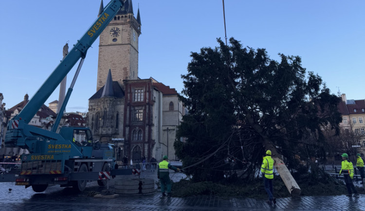 Vánoční strom už zmizel ze Staromáku, učni z něj vyrobí nábytek pro dětské centrum