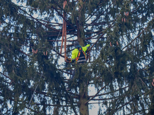 Vánoční strom už zmizel ze Staromáku, učni z něj vyrobí nábytek pro dětské centrum