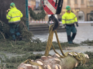 Vánoční strom už zmizel ze Staromáku, učni z něj vyrobí nábytek pro dětské centrum