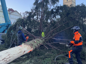 Vánoční strom už zmizel ze Staromáku, učni z něj vyrobí nábytek pro dětské centrum