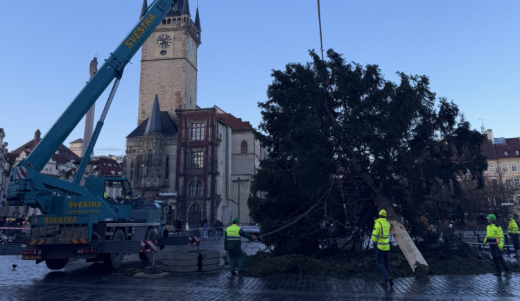 Vánoční strom už zmizel ze Staromáku, učni z něj vyrobí nábytek pro dětské centrum