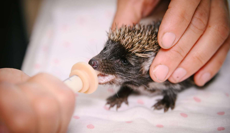 Krmení malého ježčete.