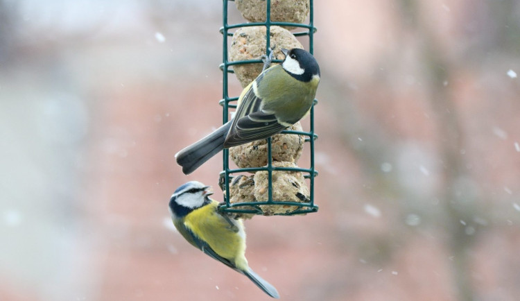 Do Ptačí hodinky se už zapojilo přes pětadvacet tisíc lidí