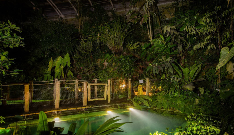 Botanická zahrada Praha nabízí komentované procházky setmělou džunglí