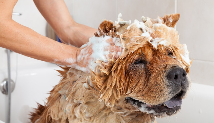 Kosmetika pro psy: Rozmazlovat můžete i své čtyřnohé miláčky