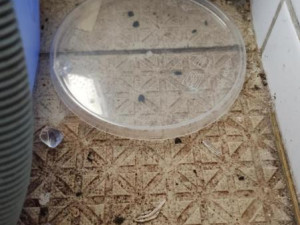 V oblíbené pražské restauraci se proháněly myši. Inspektoři ji na místě zavřeli