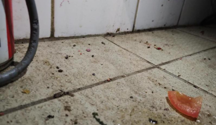 Myší bobky našli v kuchyni na několika místech.