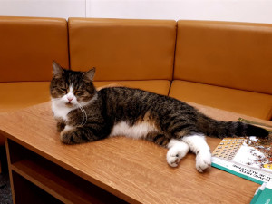 Oblíbený kocour Mikeš bude mít v Modřanech bronzovou sochu, lidé se na ni skládají ve sbírce. Poslali už přes sto tisíc