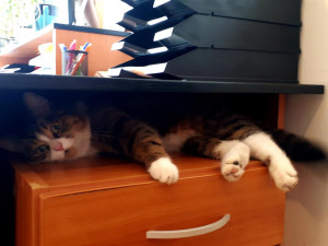 Oblíbený kocour Mikeš bude mít v Modřanech bronzovou sochu, lidé se na ni skládají ve sbírce. Poslali už přes sto tisíc