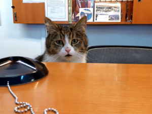 Oblíbený kocour Mikeš bude mít v Modřanech bronzovou sochu, lidé se na ni skládají ve sbírce. Poslali už přes sto tisíc