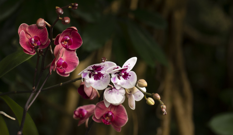 V březnu se do botanické zahrady vrací orchideje. Tentokrát v expozici s názvem Královny intrik