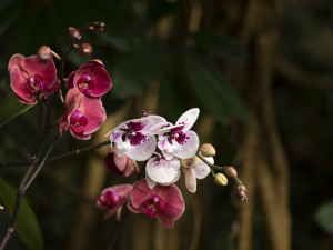 V březnu se do botanické zahrady vrací orchideje. Tentokrát v expozici s názvem Královny intrik