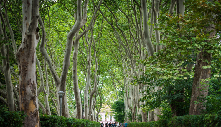 Celkovým vítězem se stala platanová alej v Protivíně v Jihočeském kraji