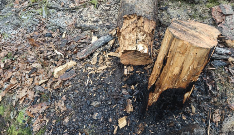 FOTO, VIDEO: Policie dopadla mladíka, který se přiznal k zakládání požárů v Kunratickém lese