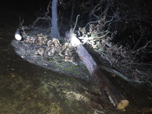 Policie dopadla mladíka, který se přiznal k zakládání požárů v Kunratickém lese.