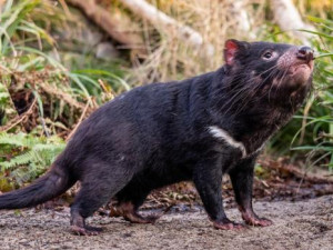 Zoo nově chová skupinu ďáblů