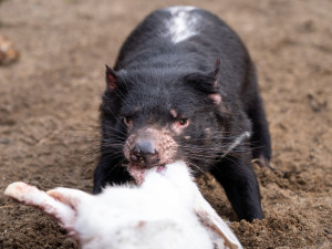 Pražská zoo představila čtveřici ďáblů. Elrond, Durin, Faline a Sandra Dee přicestovali z Austrálie