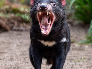 Zoo nově chová skupinu ďáblů