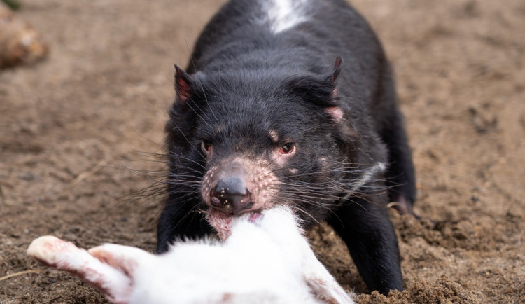 Zoo nově chová skupinu ďáblů